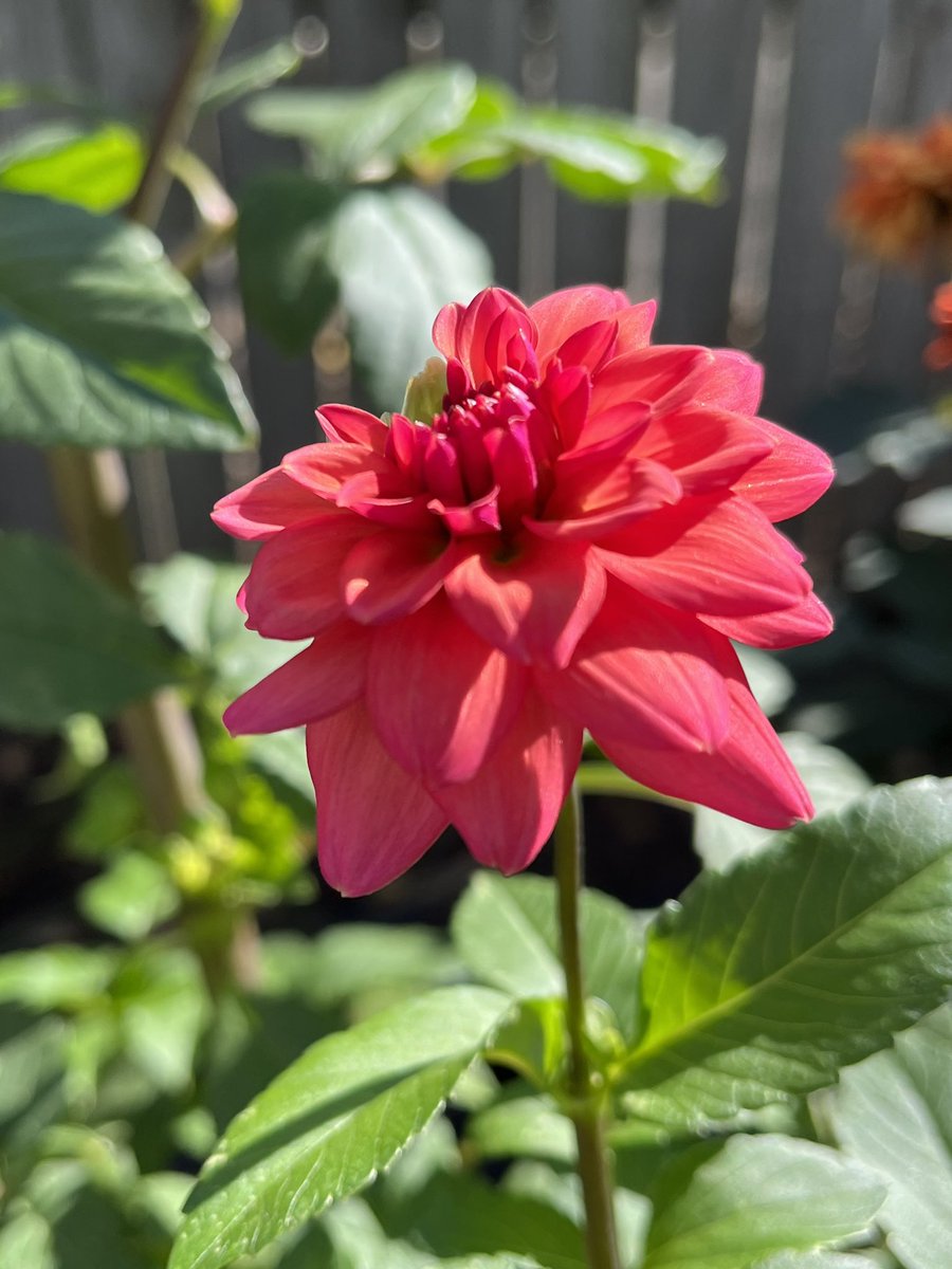 Some of the #LastHurrah buds doing what buds do. #allotment  #dailydahlia #Flowers #narrowAcres