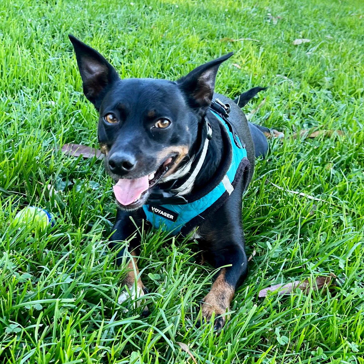 Listerdog's tweet photo. Sometimes there’s nothing better than rolling about in the long grass! I throw the ball to myself and then lay down next to it (then stare at mama for a bit!) I hope everyone is having a great weekend! 💚🎾🌱 #dogs https://t.co/vuT5X4xY74