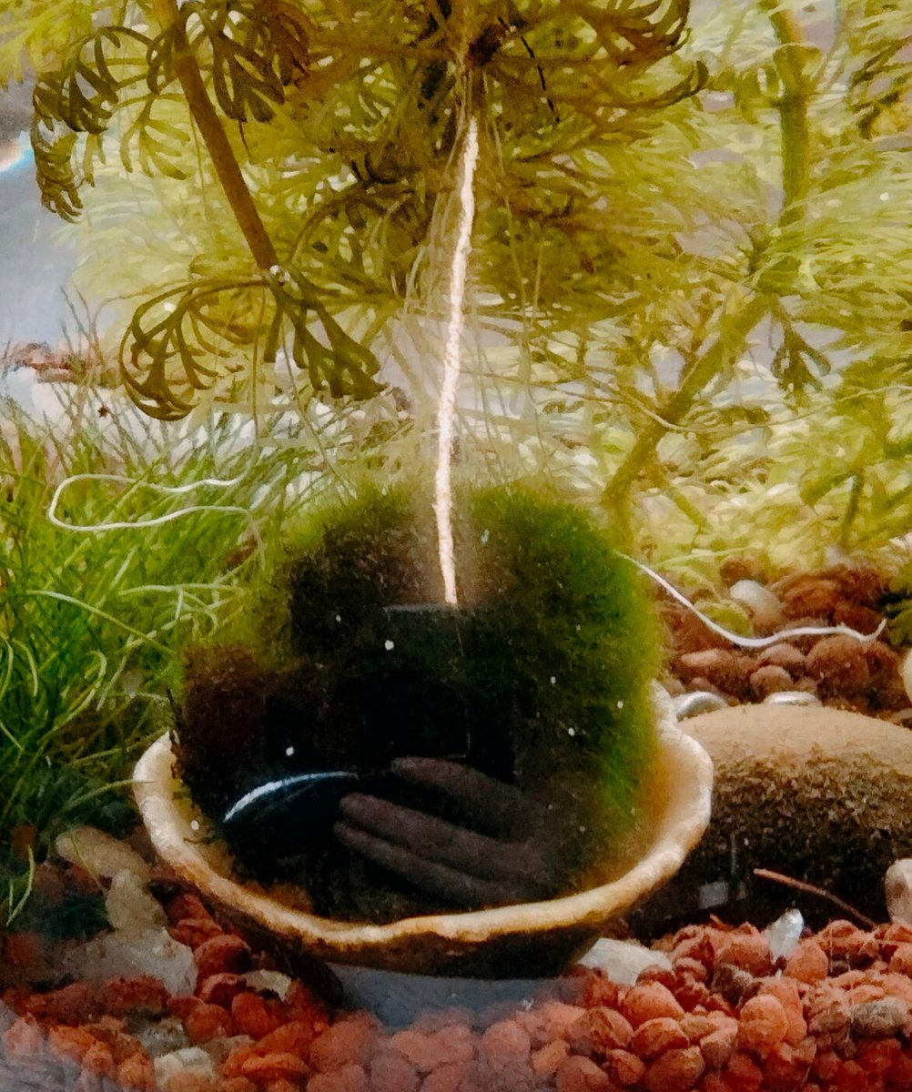 TheMossBall's tweet photo. My 1st #selfie and cognisant thought. I know you know I know you know I know. https://t.co/xvcq9ljQlw