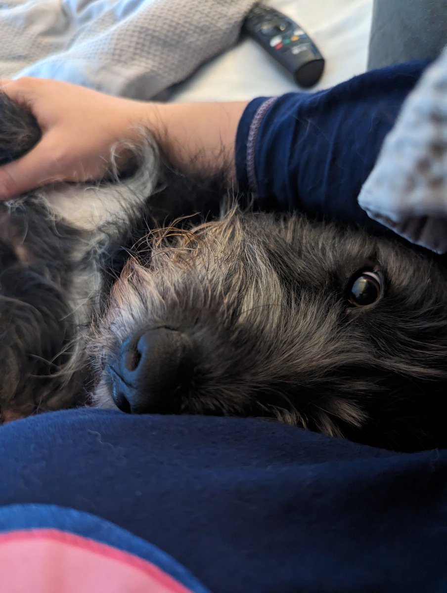 It's been a cuddles in bed kind of day - Milly ❤️ #AdoptDontShop #rescuedogs #romanianrescuedog