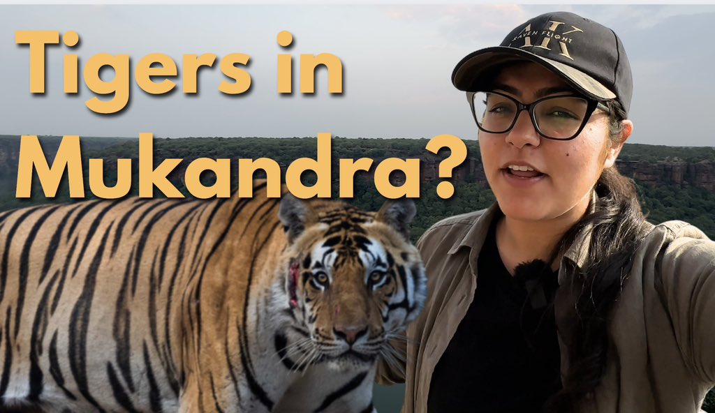 How many Tigers are there inside Mukandra Hills Tiger Reserve? Watch here appopener.ai/yt/z2bndkpns