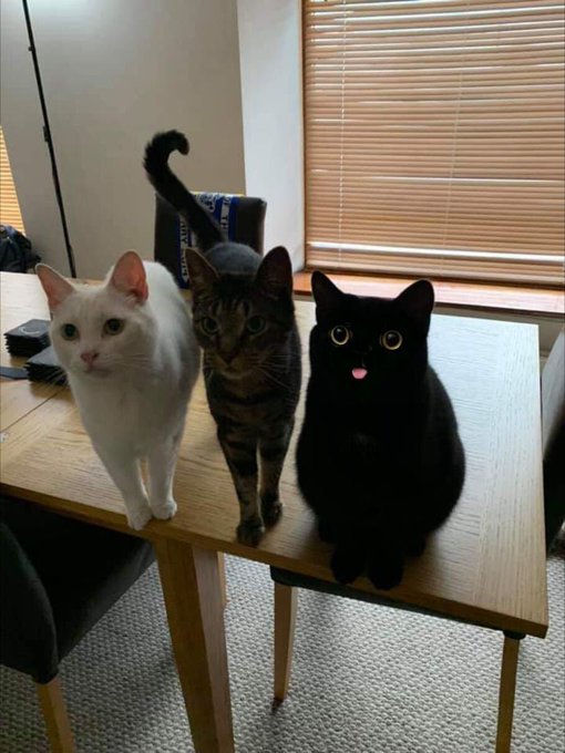 catdoingwork's tweet photo. https://t.co/FjZOmnApmY