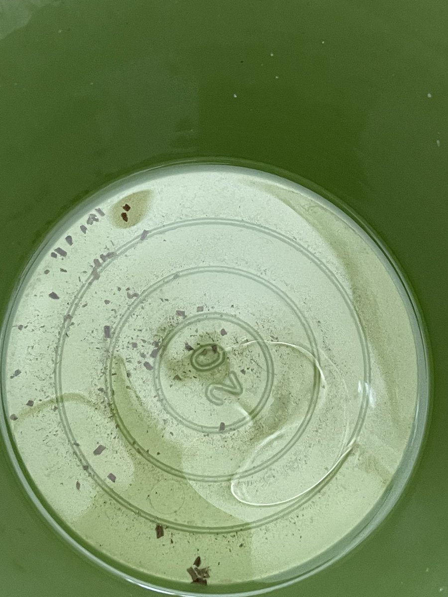 gabrielatre's tweet photo. @samuel_garcias IMPARABLE la tierra qué hay en los tinacos comunitarios, supongo que Mariana (igual que muchas mamás) duda en bañar a su hija con esta agua, supongo que ella también está sin servicio IGUAL QUE LA MAYORÍA EN NL… https://t.co/BsGW4mJ0fe