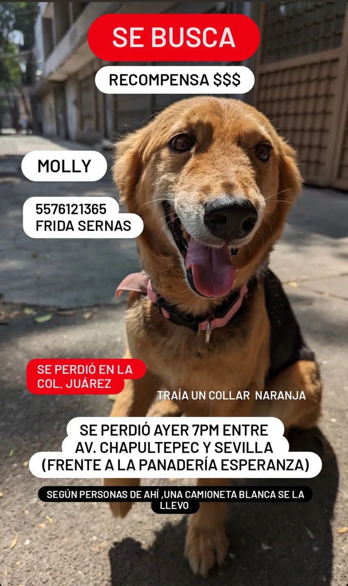 andreomaria's tweet photo. ¡Se busca a Molly! Al parecer se la llevo una camioneta blanca ‼️‼️‼️ 

Porfa compartan @fridasernas https://t.co/oeM4mRPj5J