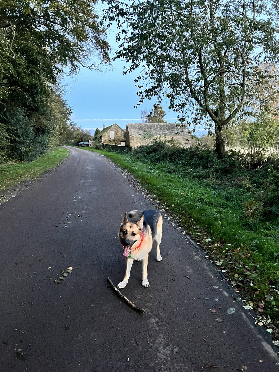 We are enjoying the fresh brisk autumn air this evening #Autumn #EveningWalk #DogsOfX