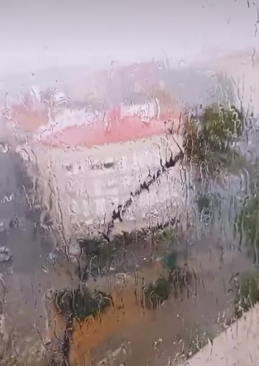 Y la resistencia que tiene esta palmera? Increíble