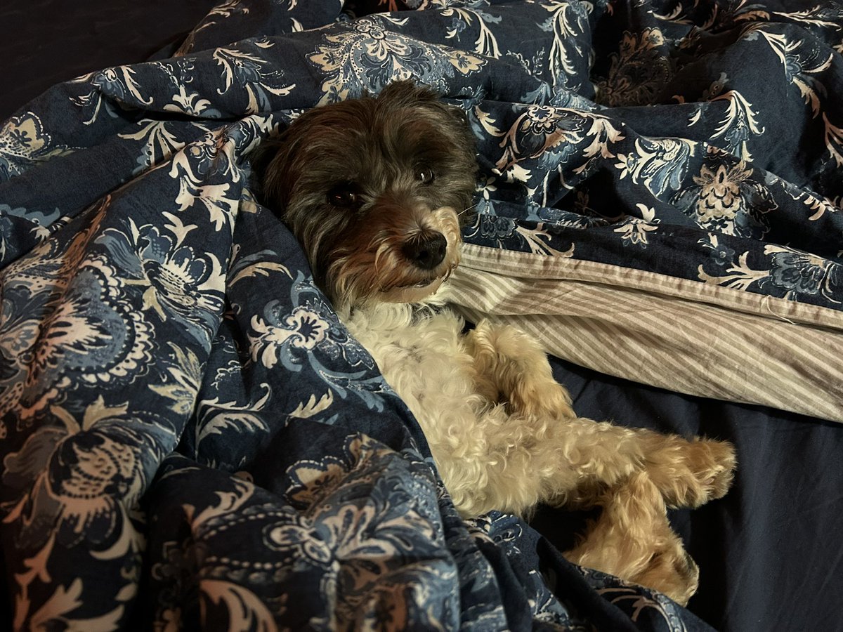 MrPicklestheHavapoo tweet media