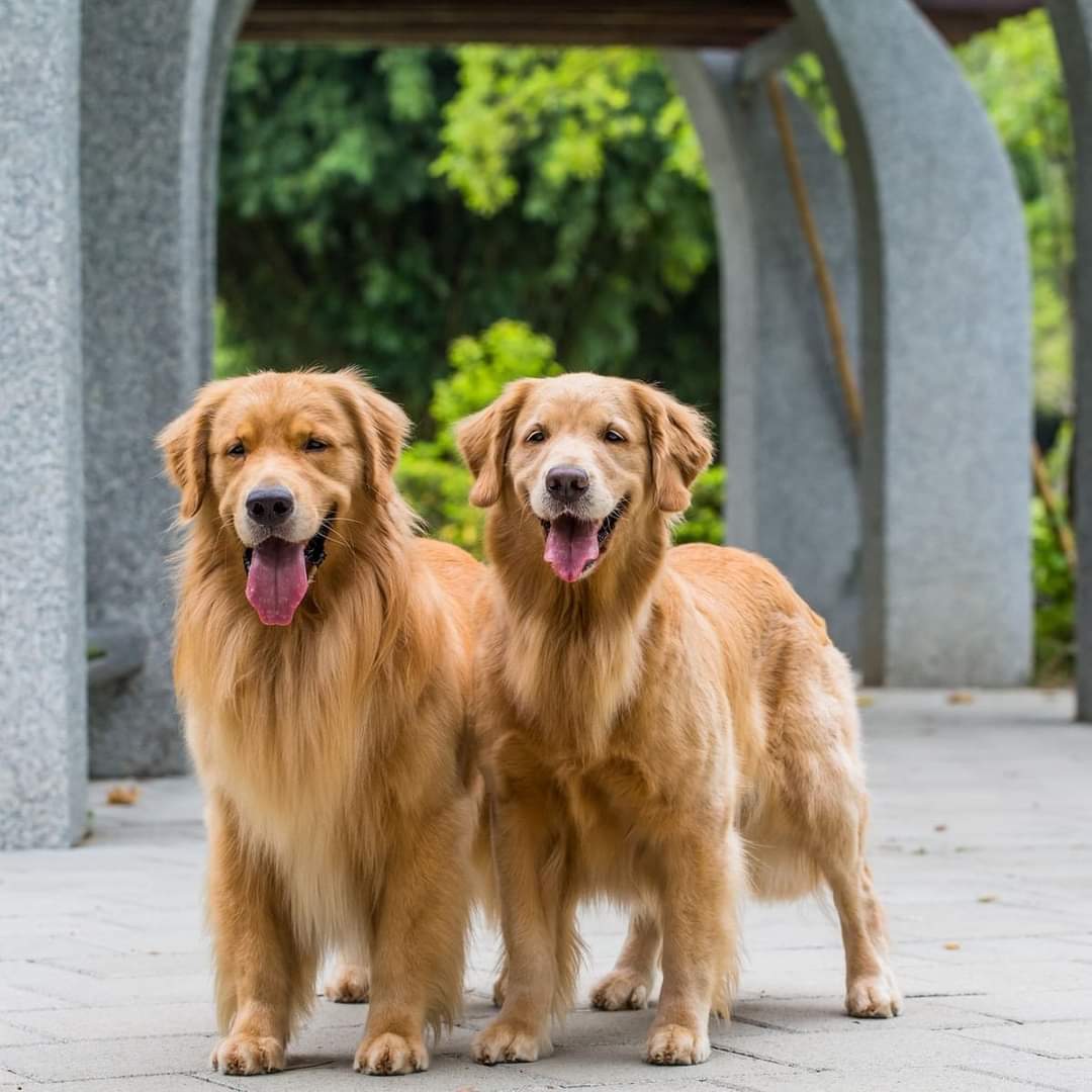 Cute couple ☺️ #GoldenRetrievers #dogs