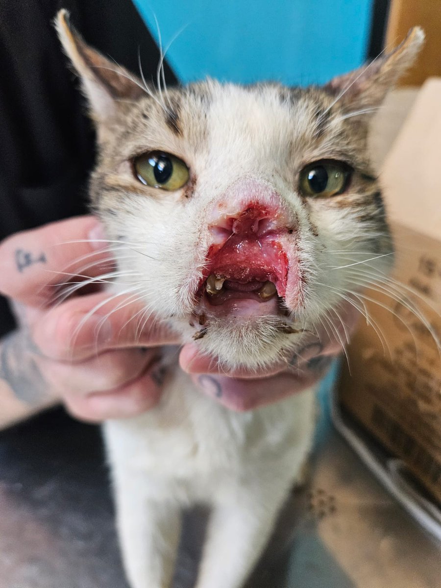 Se llama Hector. Tiene un tumor maligno y anemia. ¡Necesitamos ayuda!

🟢 Para ayudarnos desde Argentina CVU de MercadoPago 👉 lacasitadelula

🟢 Fuera de Argentina 👉🏻 Link de PayPal en la biografía.