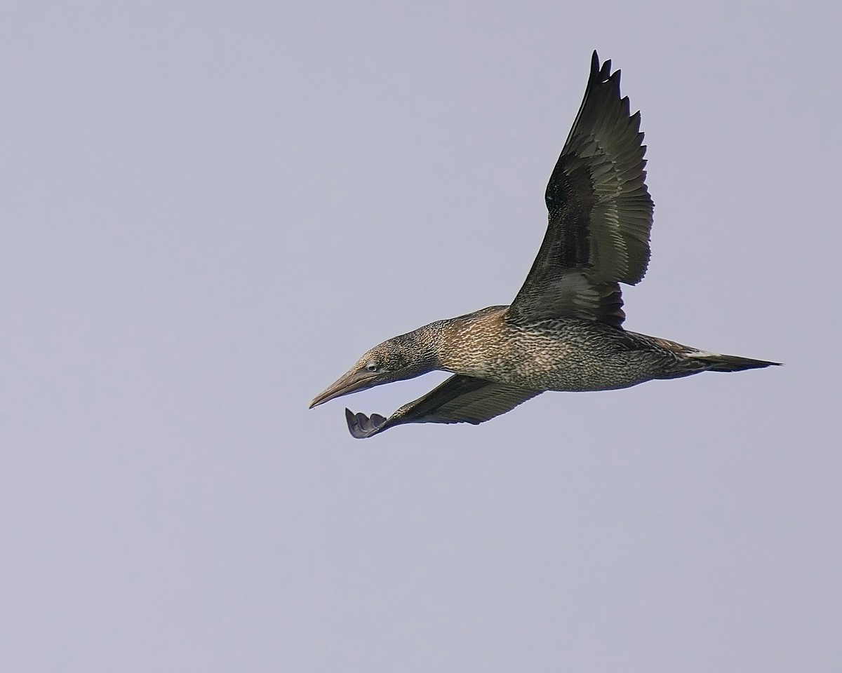 Jan van Gent- Gannet, Langs de pier kwamen juveniele Jan van Genten oefenen om vis te vangen, de ene keer beter als de andere keer, maar erg mooi om te zien. Nieuwe Firmware update van Nikon voor de Z9 werkt super goed😀#hoekvanholland #dezeekust <a href="/vogelnieuws/">Vogelbescherming NL</a> <a href="/Sovon/">Sovon Vogelonderzoek Nederland</a>  <a href="/IamNikonNL/">Iamnikonnl</a>
