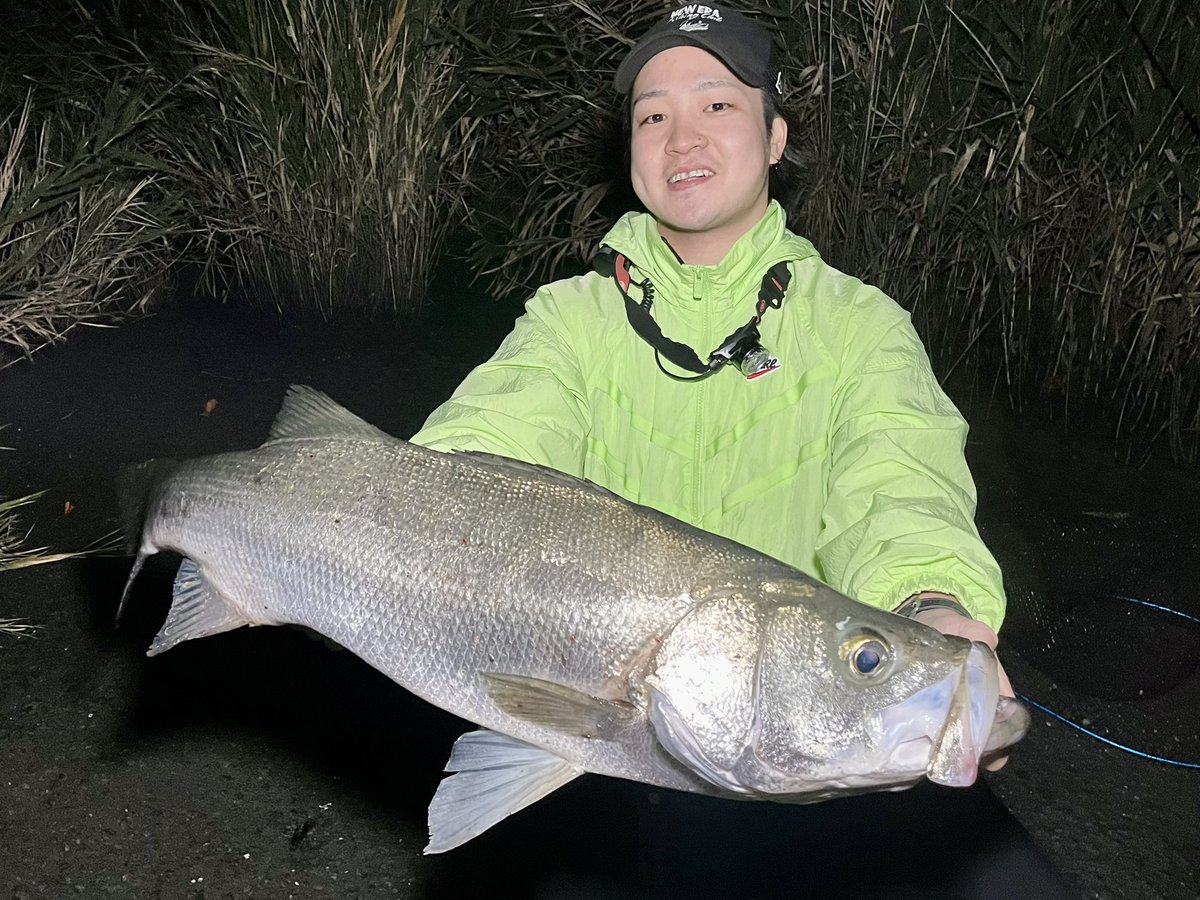 1battlefishing's tweet photo. 怒涛の1週間だった。
5釣行で巨大川ヒラスズキ6ヒット3キャッチ。バイトは10回程。

94cm、92.5cm、85cm。
静岡にも夢があった🔥
やり続けててよかったーー！！！ https://t.co/FM4jU9gP3K