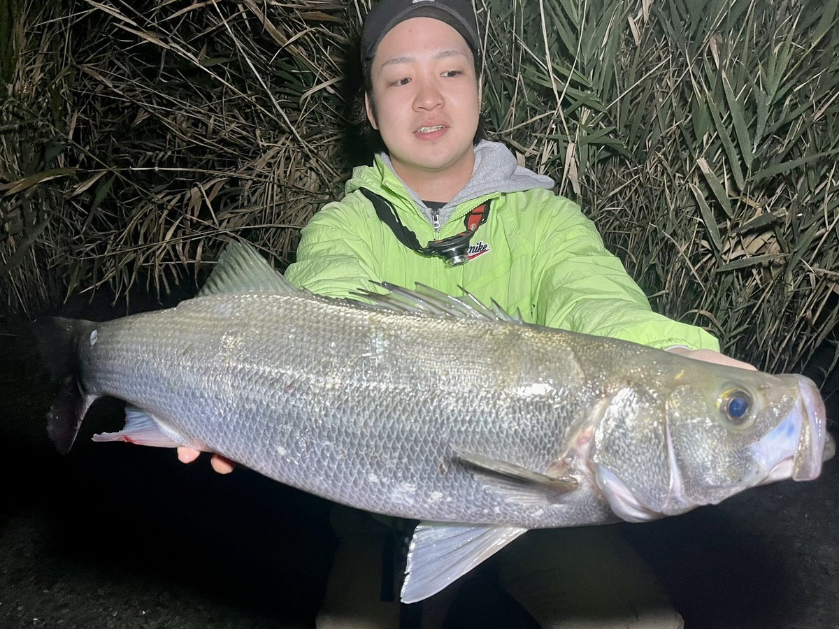 1battlefishing's tweet photo. 怒涛の1週間だった。
5釣行で巨大川ヒラスズキ6ヒット3キャッチ。バイトは10回程。

94cm、92.5cm、85cm。
静岡にも夢があった🔥
やり続けててよかったーー！！！ https://t.co/FM4jU9gP3K