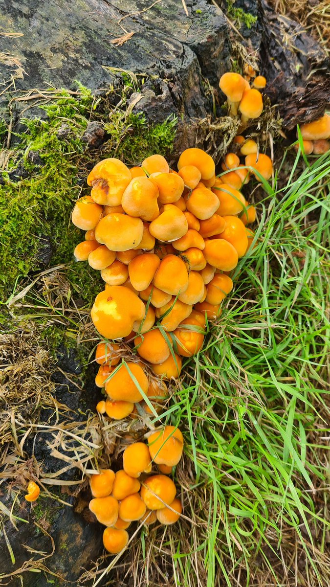 Saira_4680's tweet photo. An Energising Trip Down Memory Lane ~
🍄🍂🌿✨️

#walking #walk #nature #NaturePhotography #fungi #water #greenery #honeyfungi #beautiful #relaxing #breathe #refreshing #lovely #energising https://t.co/ZIcbbxgVdt