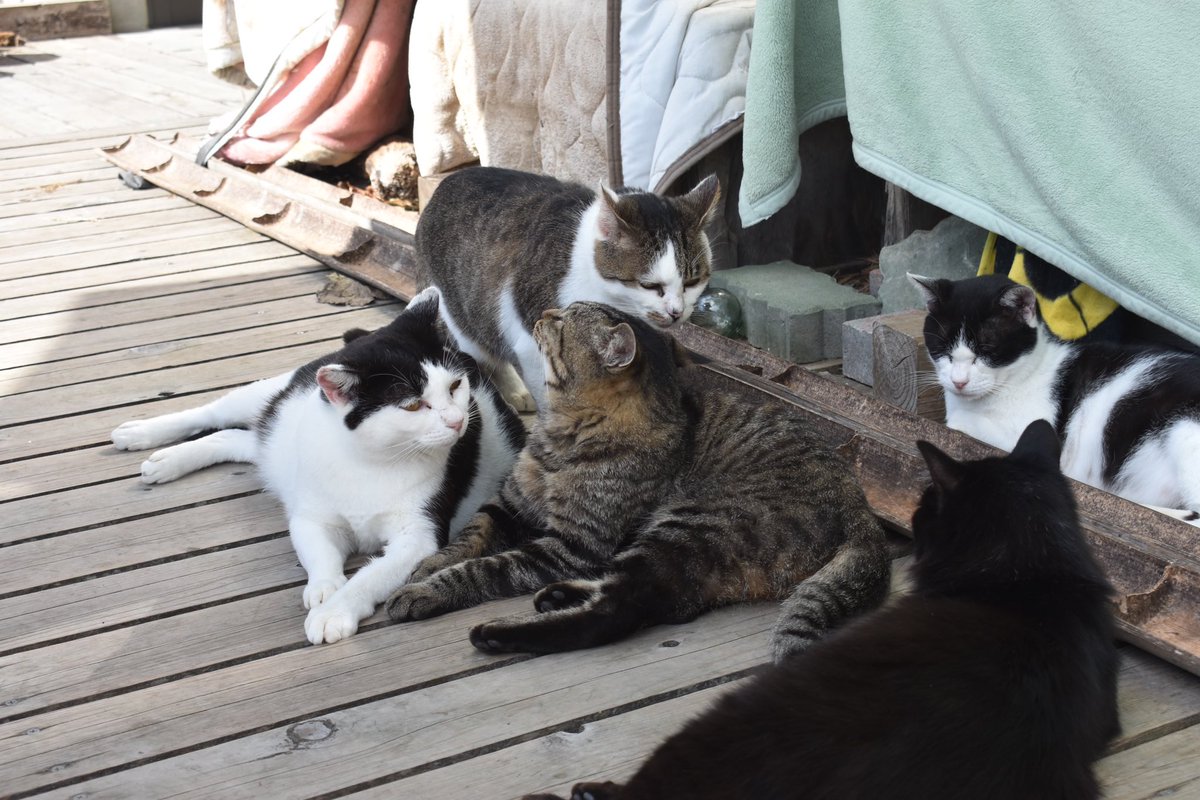 猫島すごい良かった