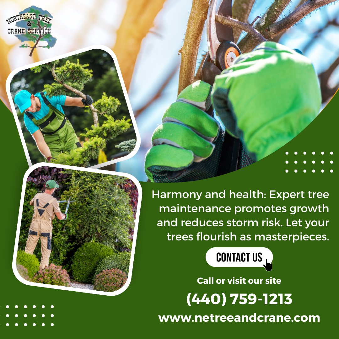 netreeandcrane's tweet image. Expert tree maintenance promotes growth and prevents damage. Invest in your trees&apos; health and safety with our professional care. #TreeMaintenance #TreeHealth #ProfessionalTreeCare