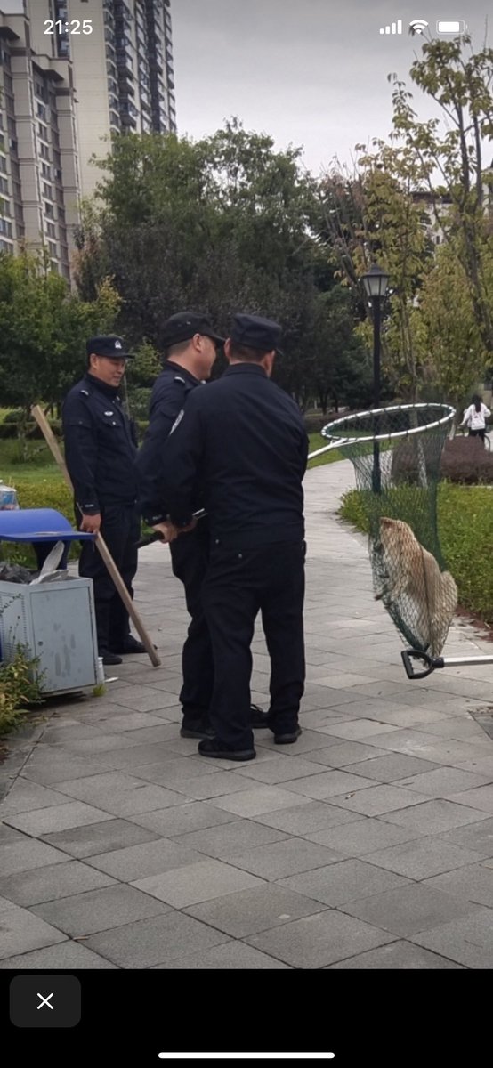 PhaedraXTeddy's tweet photo. Basically the police/ security guards beat the #collegemascot/pet to death for no other reason than they could. 
#LifeInChina is actally #DeathInChina,  a long slow painful death where the best things in life that are free are #NOTALLOWED.#RIPLittleYellow 💛 #RIPBigYelo https://t.co/46cjR84sj8