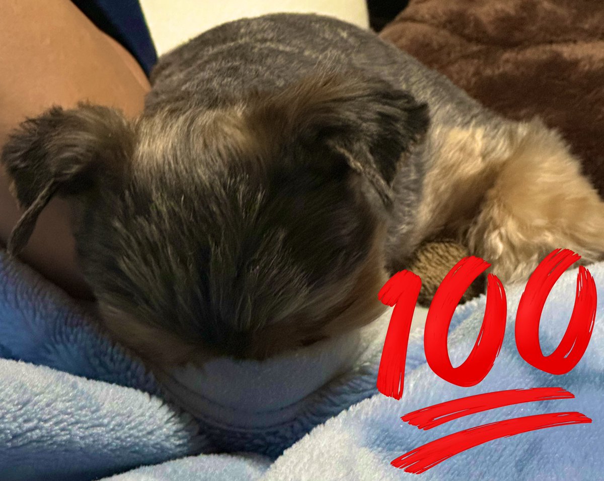 SHOSEI4130's tweet photo. 大平さんと安定の🐶ヨントン
お疲れ様でした〜！！！ https://t.co/nKr88gPPC9