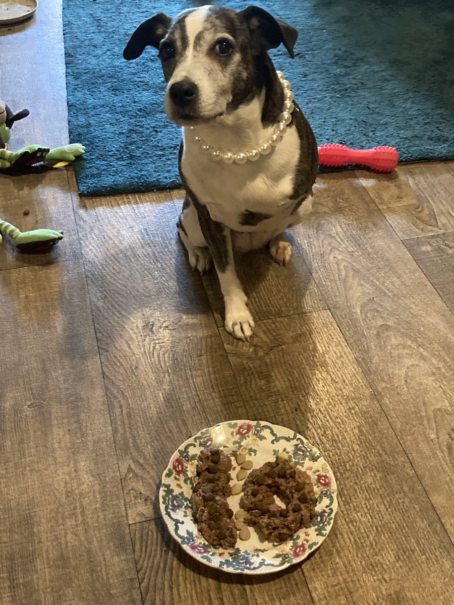 4wheeledweegie's tweet photo. Happiest of birthdays to my baby Pumba!! 10th birthday and 5th Gotcha day! 💚🥳
#tripawed #AdoptDontShop #birthdaygirl https://t.co/qZ59amcOPS