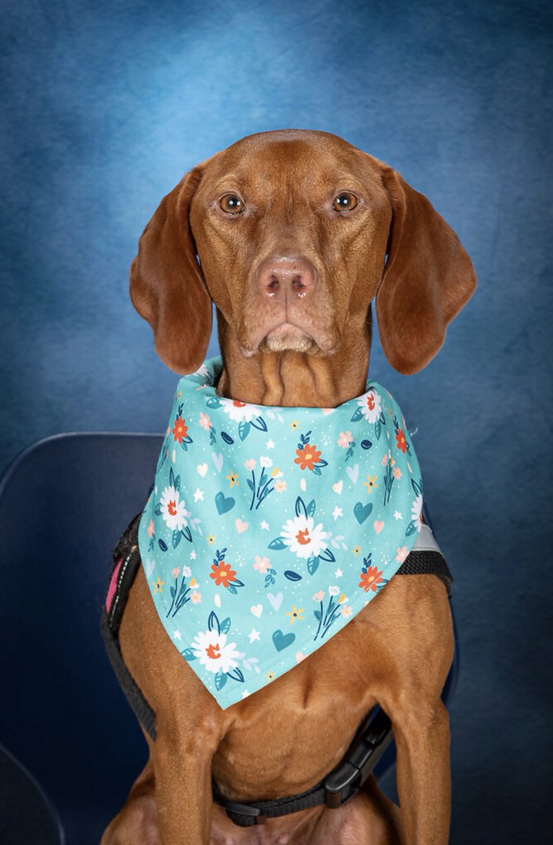 Ruby the Therapy Dog tweet media