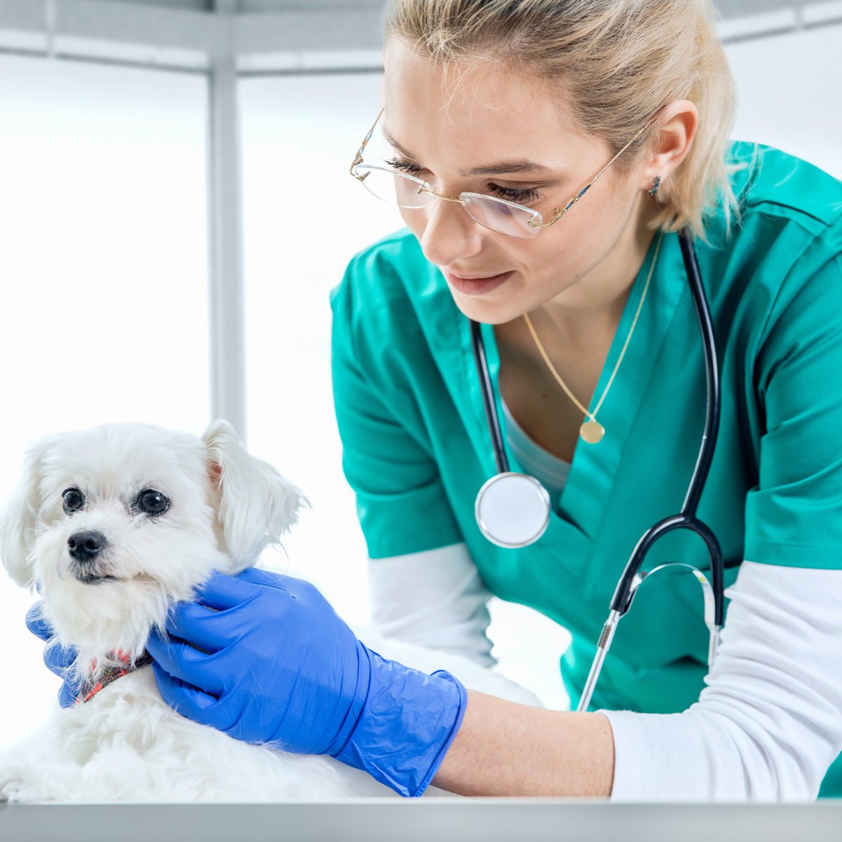 Vet Visit Care for Dogs1.Regular check-ups are vital! Schedule routine visits to ensure your pup's overall health and catch any potential issues early. #VetVisitTips #DogCare #HealthyCanines #PetsAreFamily #pets #petslovers #PetsHealth