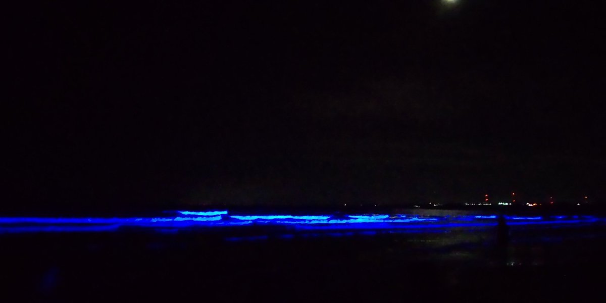 nonta374's tweet image. 試合後、癒しをもらいに大洗へ行ってきた🚙💨
本日最終日、なかなかの賑わいでした✨
#大洗町 
#NIGHTWAVE