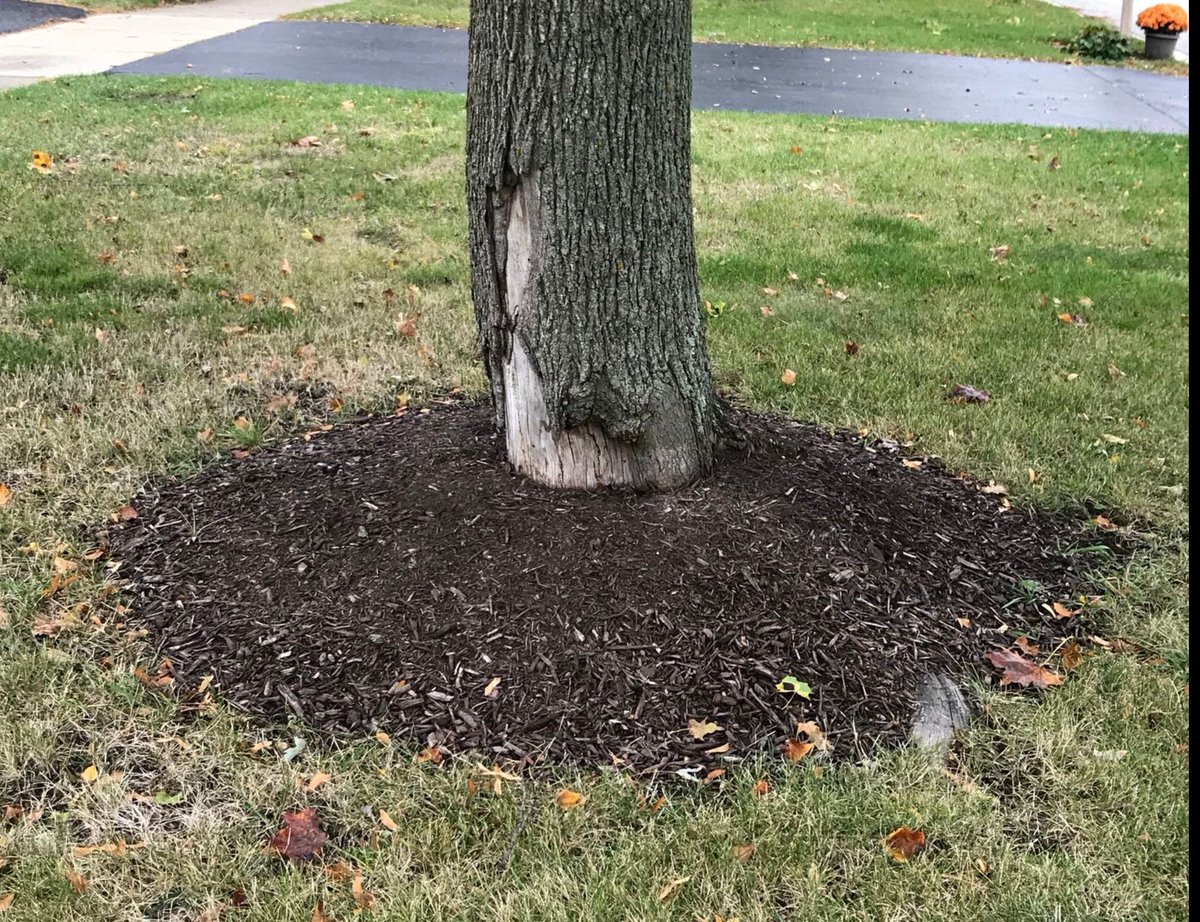 LongLiveTrees's tweet photo. …  only if they’re healthy.  Here, in @DuPageCounty we lose 1000s of trees yearly because crews don’t follow (or know?) IL standards. Gets worse every year. https://t.co/iitnG3BBMq