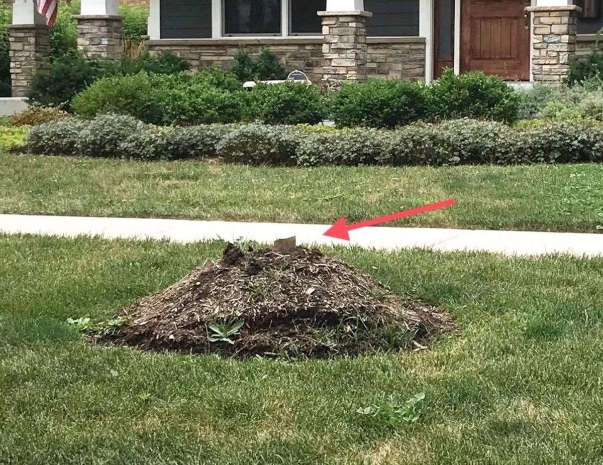 LongLiveTrees's tweet photo. …  only if they’re healthy.  Here, in @DuPageCounty we lose 1000s of trees yearly because crews don’t follow (or know?) IL standards. Gets worse every year. https://t.co/iitnG3BBMq