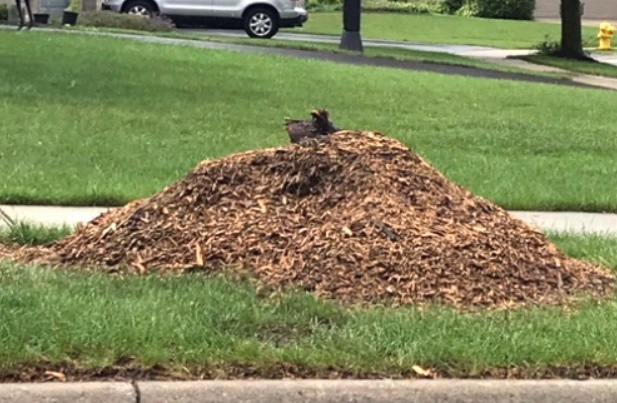 LongLiveTrees's tweet photo. …  only if they’re healthy.  Here, in @DuPageCounty we lose 1000s of trees yearly because crews don’t follow (or know?) IL standards. Gets worse every year. https://t.co/iitnG3BBMq