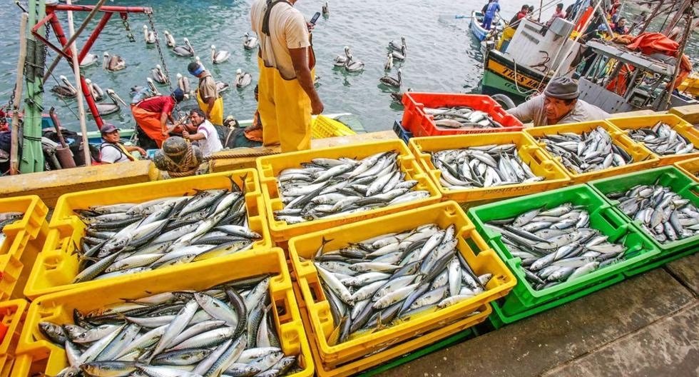 Gestionpe's tweet photo. Gobierno autoriza segunda temporada de pesca de anchoveta 
https://t.co/ESHdi2r81H https://t.co/PvvfMo4ZKQ