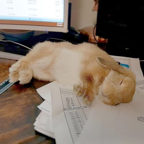 RabbitEveryHour's tweet photo. https://t.co/PQBrfwzRb1