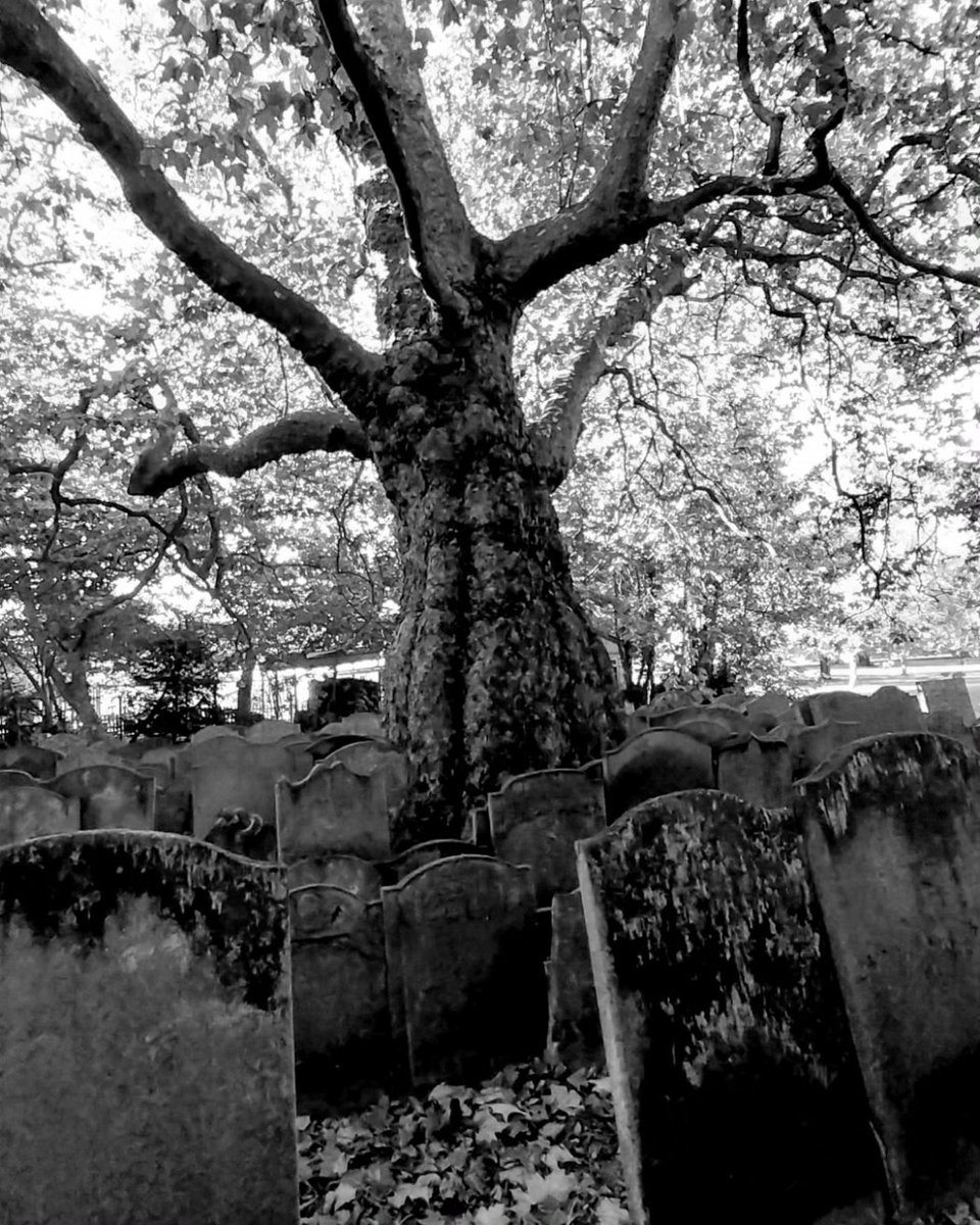 Mother Tree in King's Lynn. Guardian of the gravestones, the plants, the fungi, the foragers. #mothertrees #atreeisawisewoman #treesarelife #lungsoftheearth