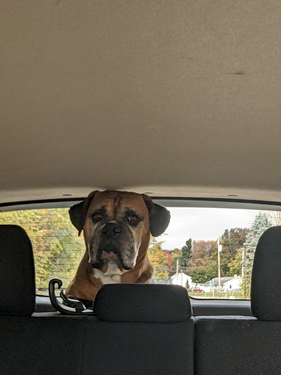 'The dog park is the other way!' ~ Whidbey🐾 #backseatdriver #boxerdogs #plx