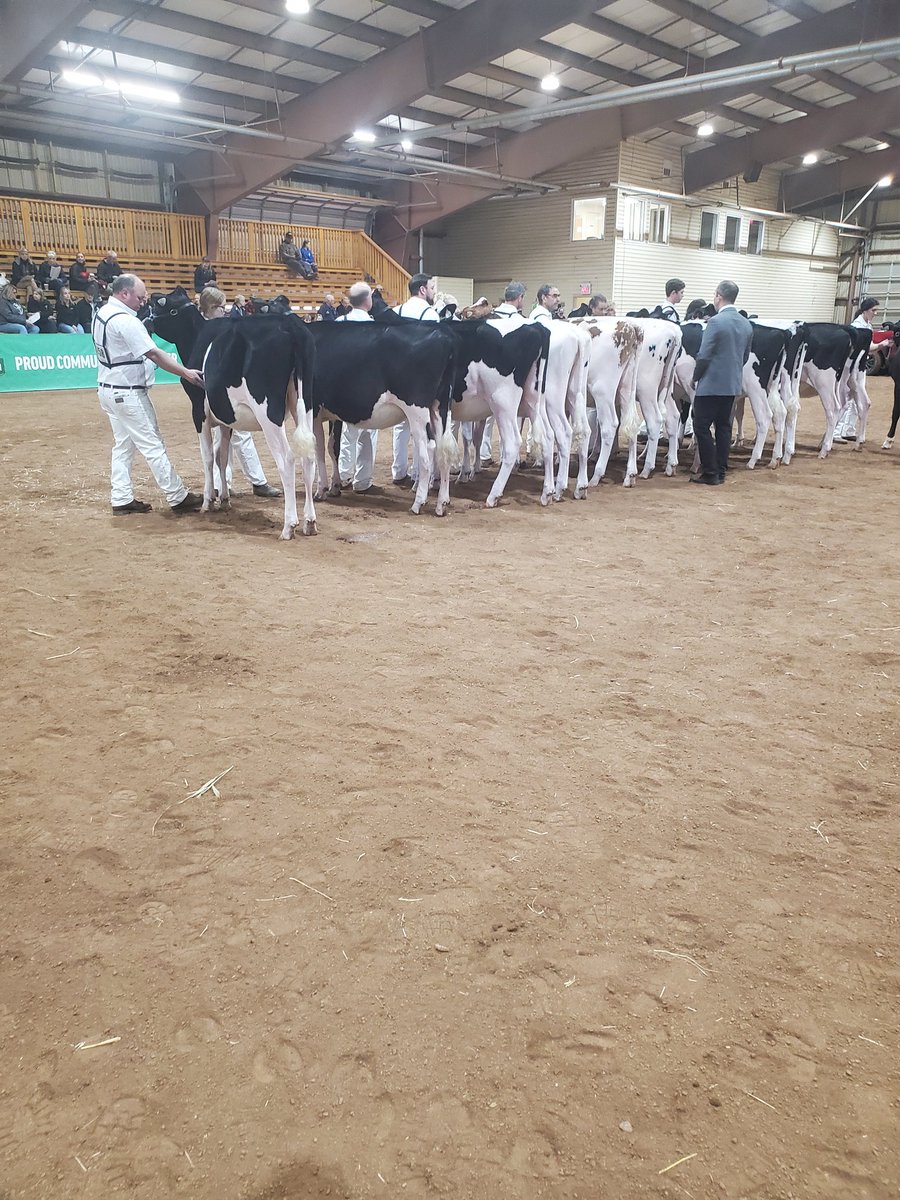 Yesterday I was the Ringman at the Atlantic Championship Show. Left right after, milked  and did chores and was in bed at 930. Laughed this am thinking 25 years ago nobody would have predicted this. Used to go to shows just for the party afterwards back then