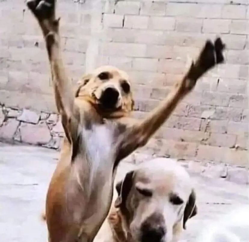 dilminhasincera's tweet photo. "NINGUÉM TE QUER"

meu cachorro quando me vê: https://t.co/i7OApQ30YE