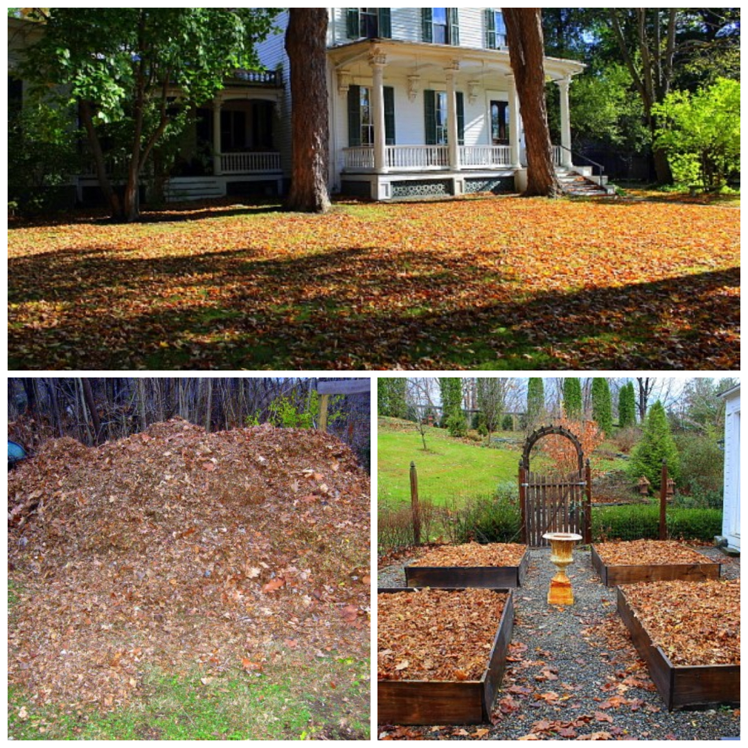 Wondering how to put your fall leaves to good use?

In our recent newsletter, we shared a collection of ideas including leaving them for wildlife and how Kevin Lee Jacobs creates leaf mold to enrich his garden beds. Read the 10/19 newsletter ow.ly/58FA50PZb1r #fallgardening