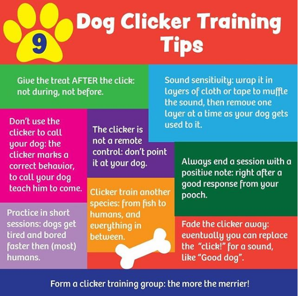 training4pets's tweet photo. Clicker training is a positive reinforcement-based method for training dogs, and it's effective for teaching new behaviors and reinforcing desired actions. Here are some tips to help you get started with dog clicker training https://t.co/4VLQMby5j5