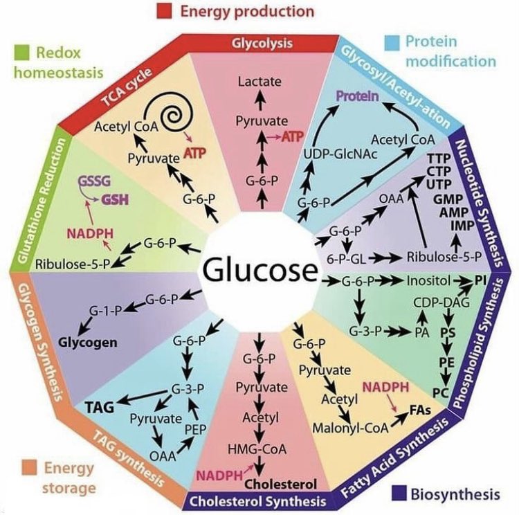 NicoGagelmann's tweet photo. Cheat sheet on Glucose and our body🍭 https://t.co/mU2fvZxPiG