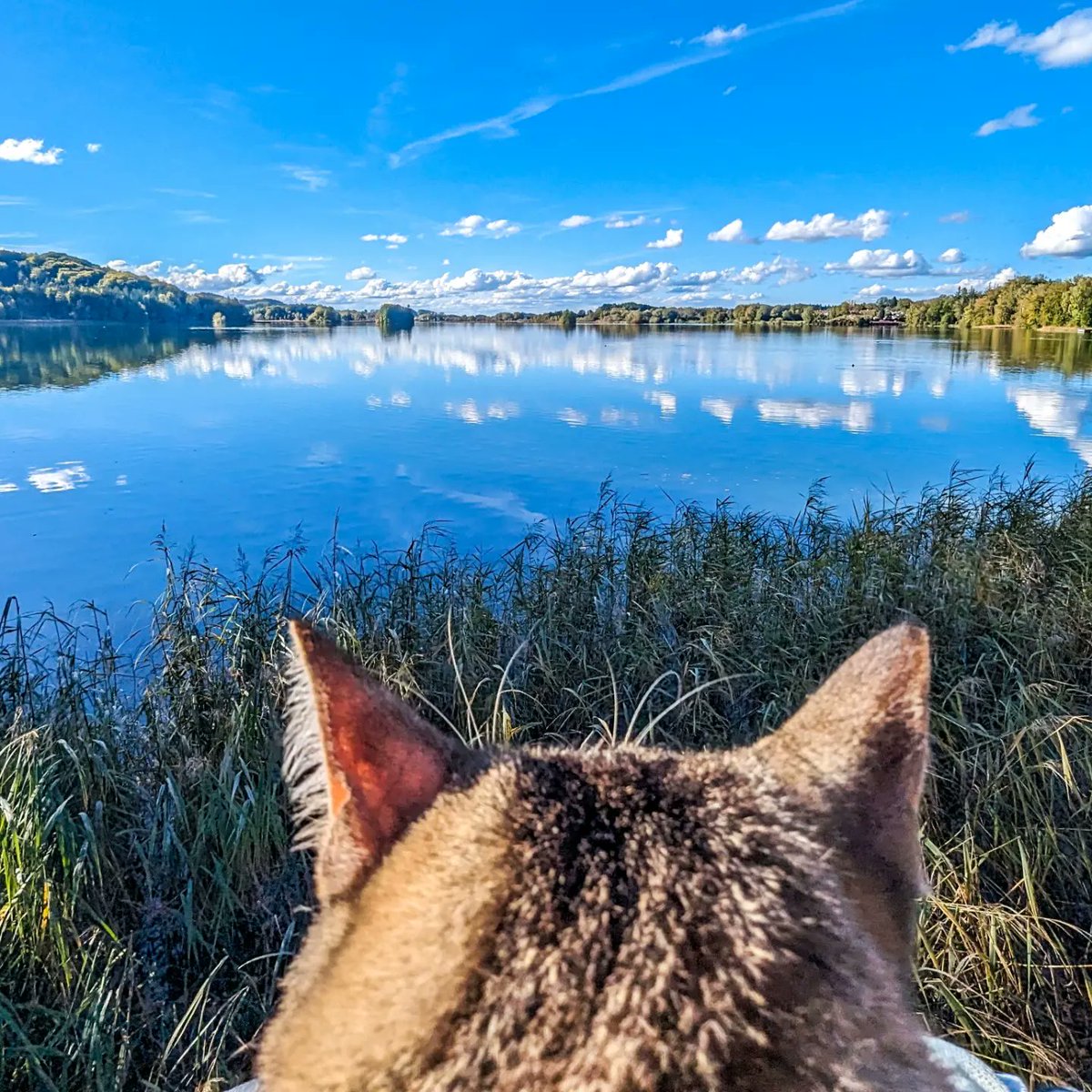 flashbac76's tweet photo. Sunday walk around the lake
#insta #pixelteam #pixel7pro #travel #instatravel #onthego #truckerslife #greatshotz #naturephotography #naturelovers #outdoors #landscape #autumncolors #sky #woods #trees #lake #iamnik #catsoftiktok #catontruck #SeehamerSee #Germany https://t.co/TQdZzVeT3H