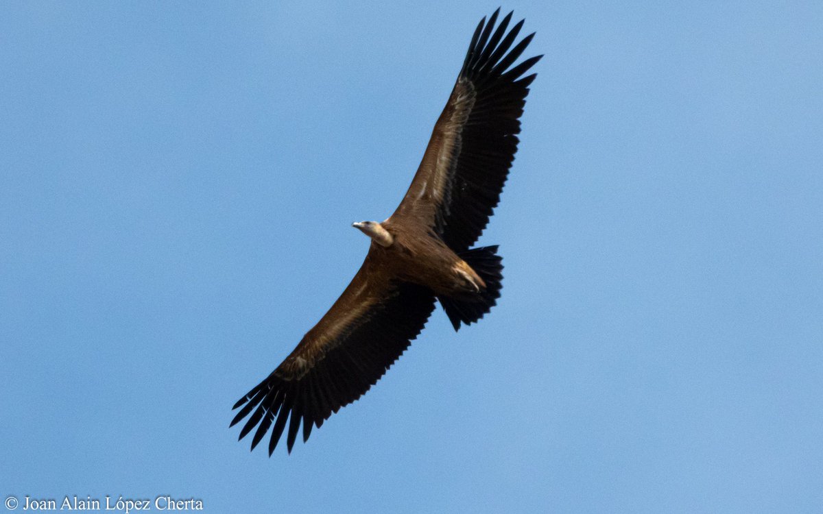 Strongbirding's tweet photo. Voltor comú (Gyps fulvus) que vaig fotografiar al pirineu!! https://t.co/tHN5pqcDLT