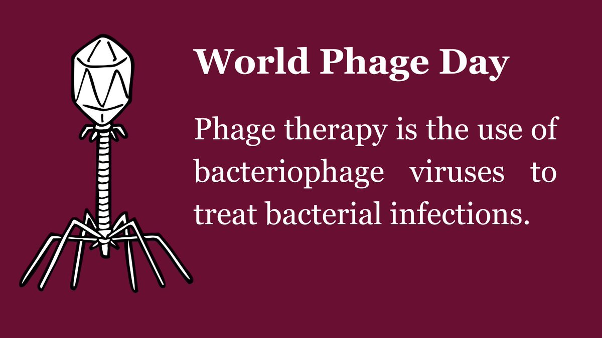 sannaullah990's tweet photo. Today is World Phage Day!

 Bacteriophages, or phages, are viruses that infect bacteria.

Phage therapy has been used to treat bacterial infections for nearly 100 years and is of great interest to scientists to combat the rise of antibiotic resistance https://t.co/b0aqb6ocHY