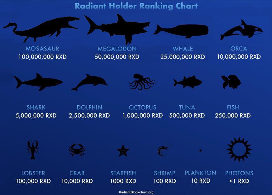 theartofsatoshi's tweet photo. 180 days until the first Radiant halving ⛏️ 
The future is Radiant $RXD https://t.co/YrFRyaJaKI