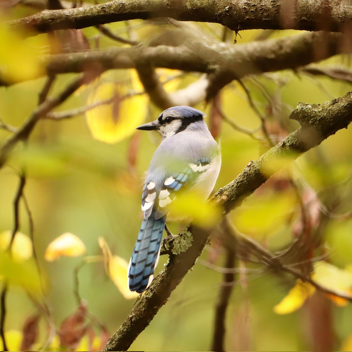 birdhouse_love's tweet photo. The fall vibes continue! 🍂
#fallvibes #fallvibe #fallviews #fallview #ohiobirding #ohiobirder #ohiobackyardbirding #bluejay #ohiobirdworld #ohiobirdlovers #birdlovers #birdwatching #birdwatchers #birdlife #birdwatchersdaily #birdwatcher #birdloversdaily #birdwatchers #bird https://t.co/dtorYScz8k
