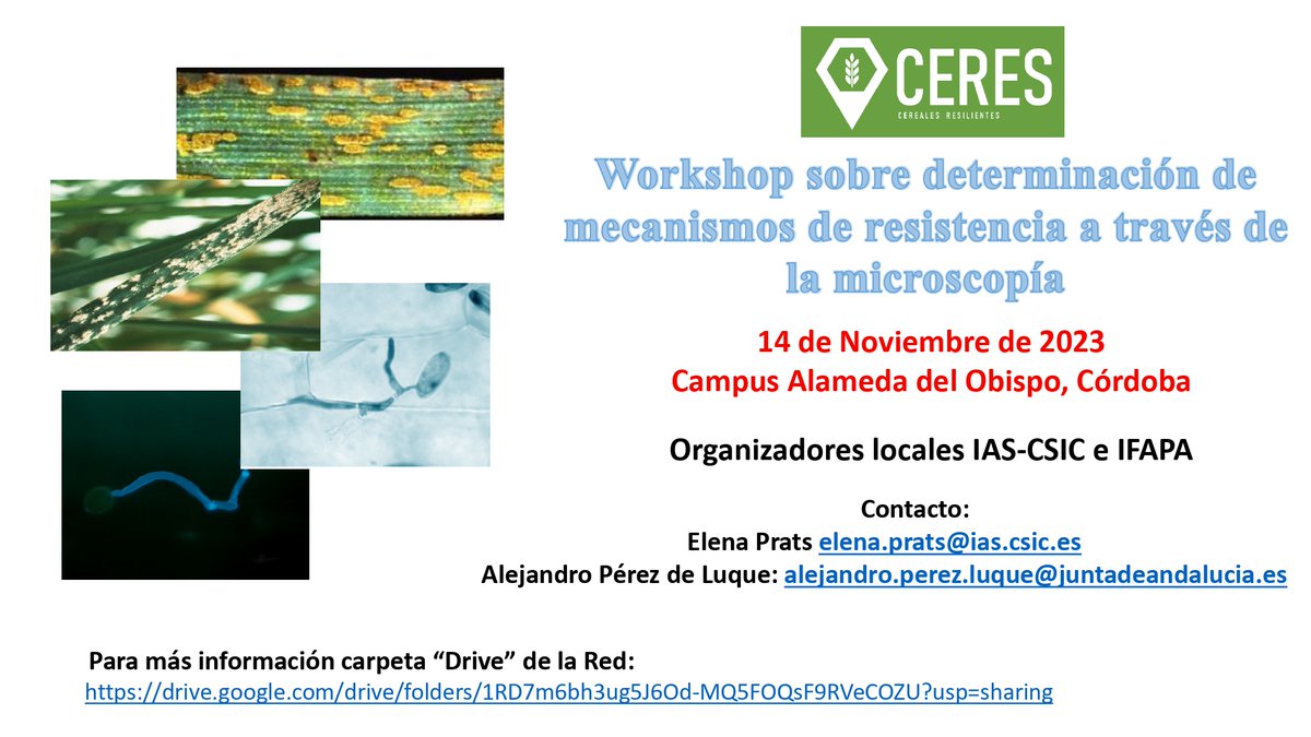 IAS_CSIC's tweet photo. #cienciaparalaagricultura #CSIC @CSICdivulga @CSICAndalExtrem
@RedCeresSpain  @CeResLab_IAS   @IAS_CSIC @IfapaJunta @Rompememes https://t.co/UtysAwPMPq