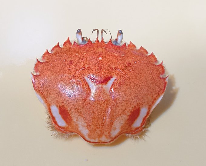 うわ…あぁ!手からカニの匂いが! 