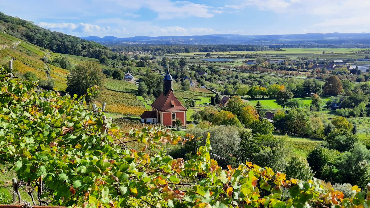 Spätsommerlicher Herbstsonntag im Pillnitzer Weinberg.