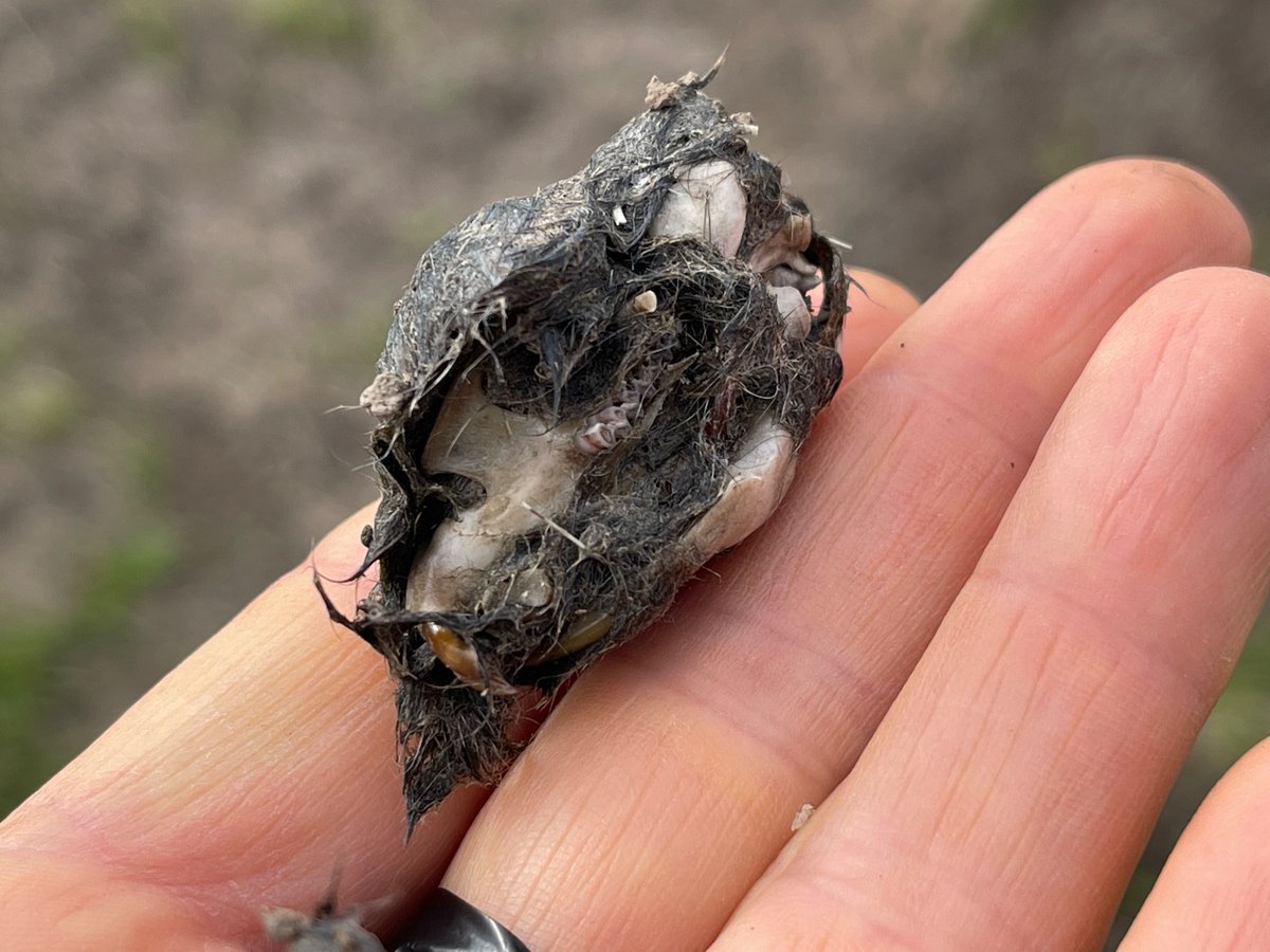 Large pellet with water vole skull - in middle of field - short eared owl? @StephenMoss_TV any ideas?