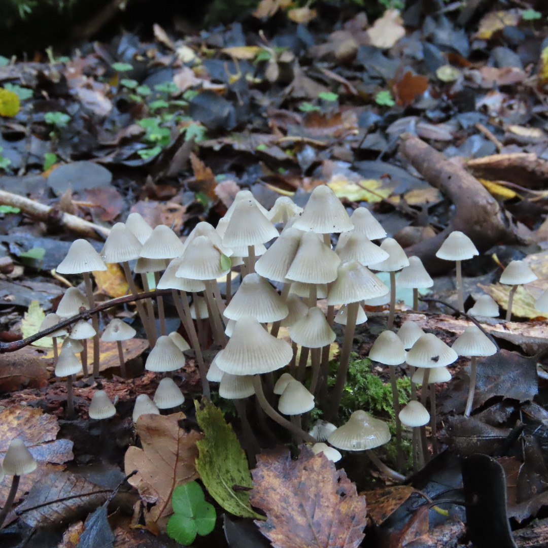 Graham Featherstone tweet media