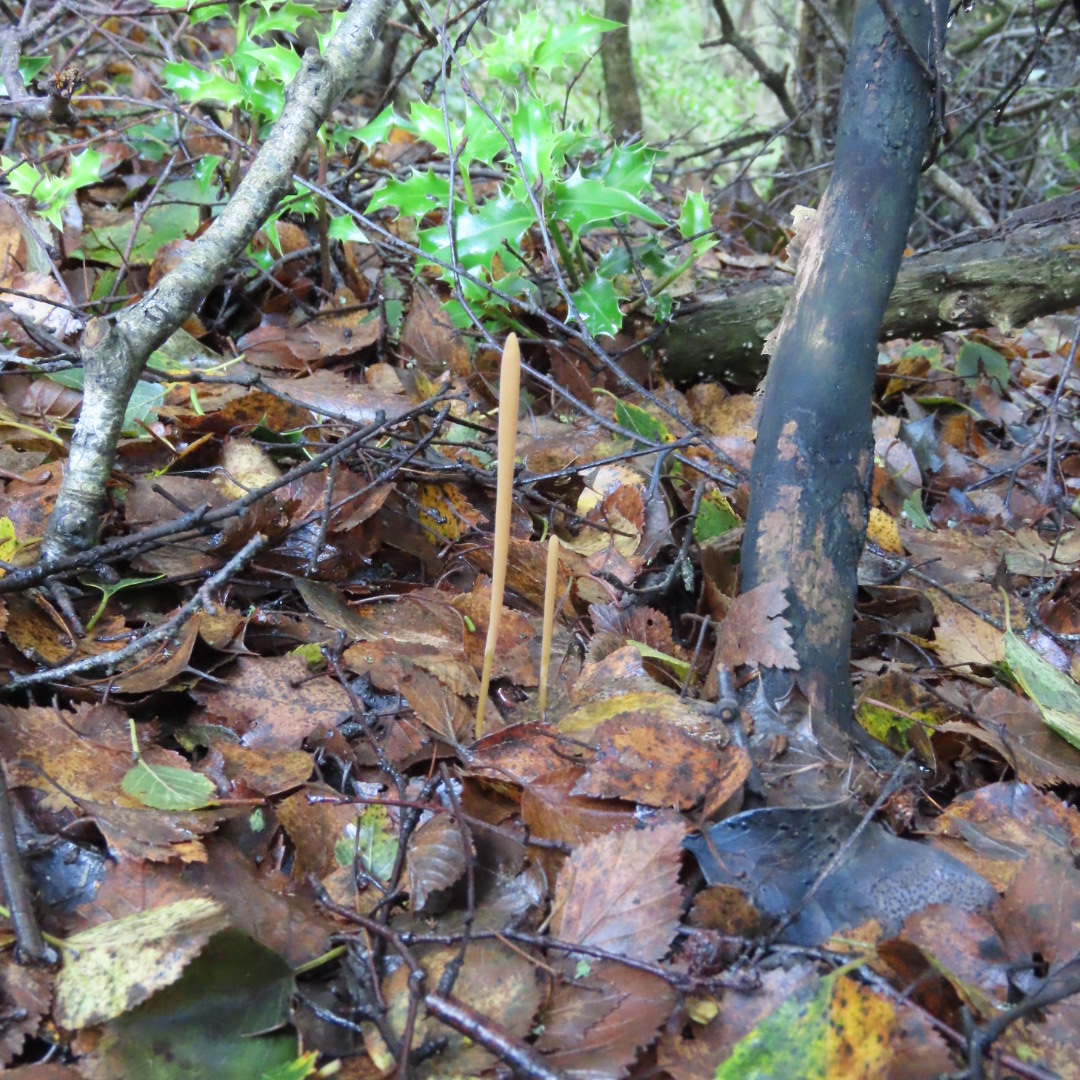 Graham Featherstone tweet media