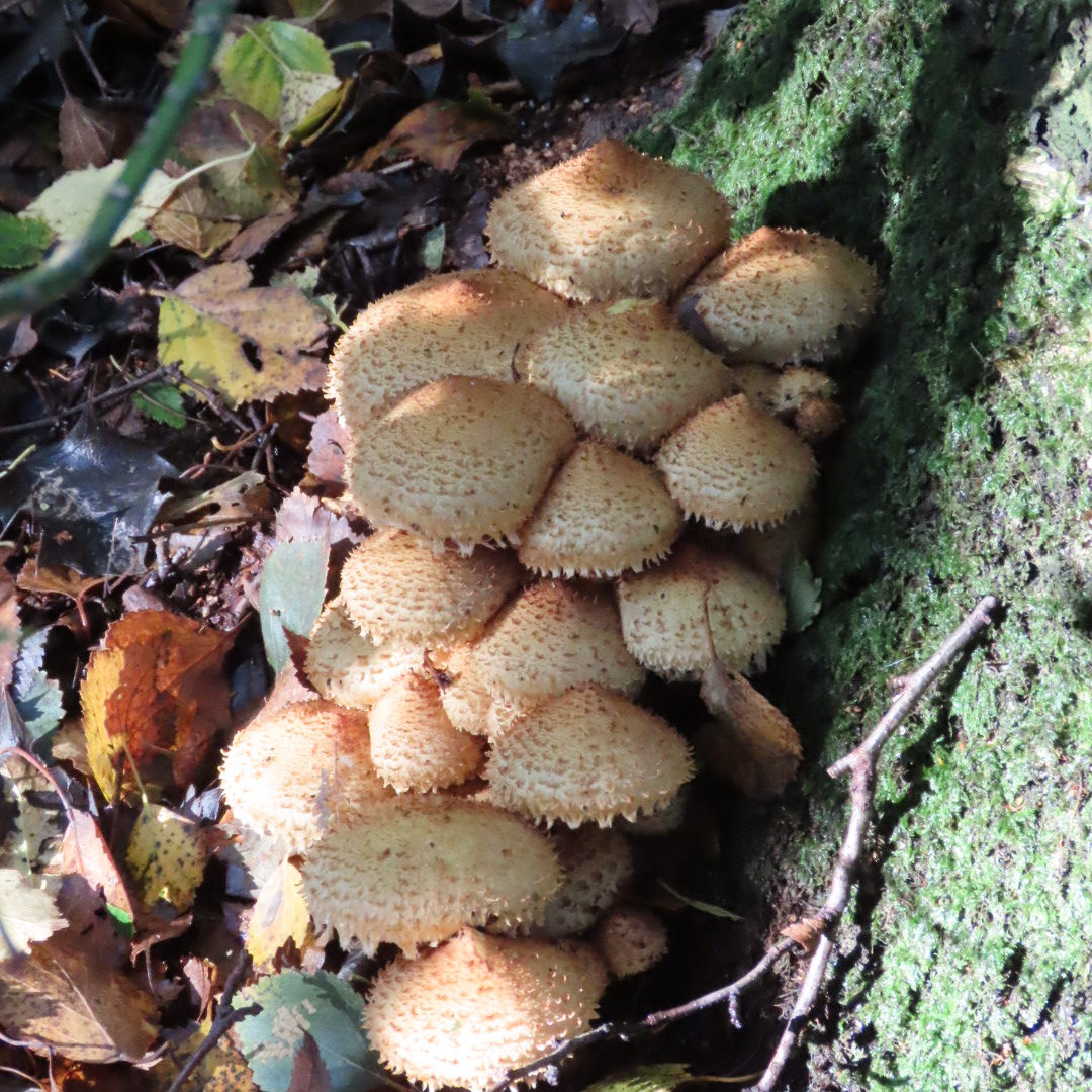 Graham Featherstone tweet media