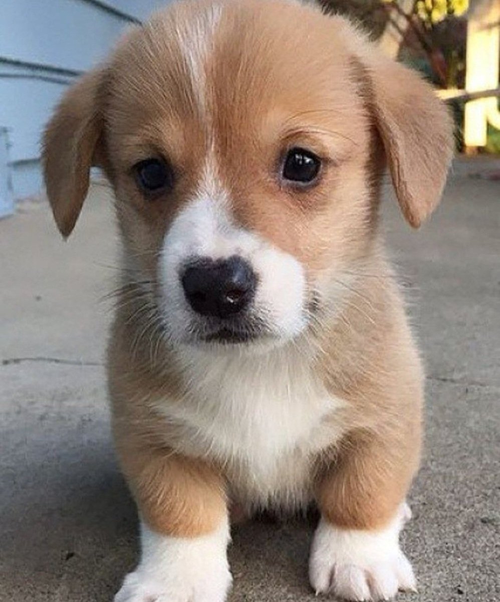 Aww so cute puppy 🥰🐶🥰